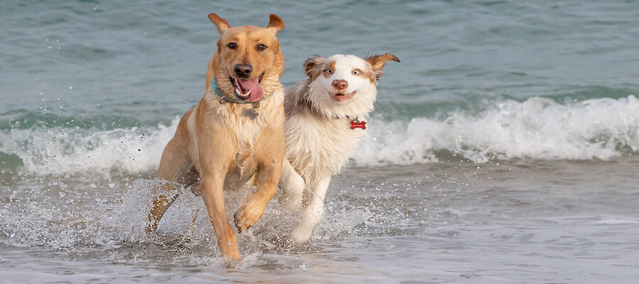 How to Tell If Your Dog Is Happy and Content: Signs to Look For